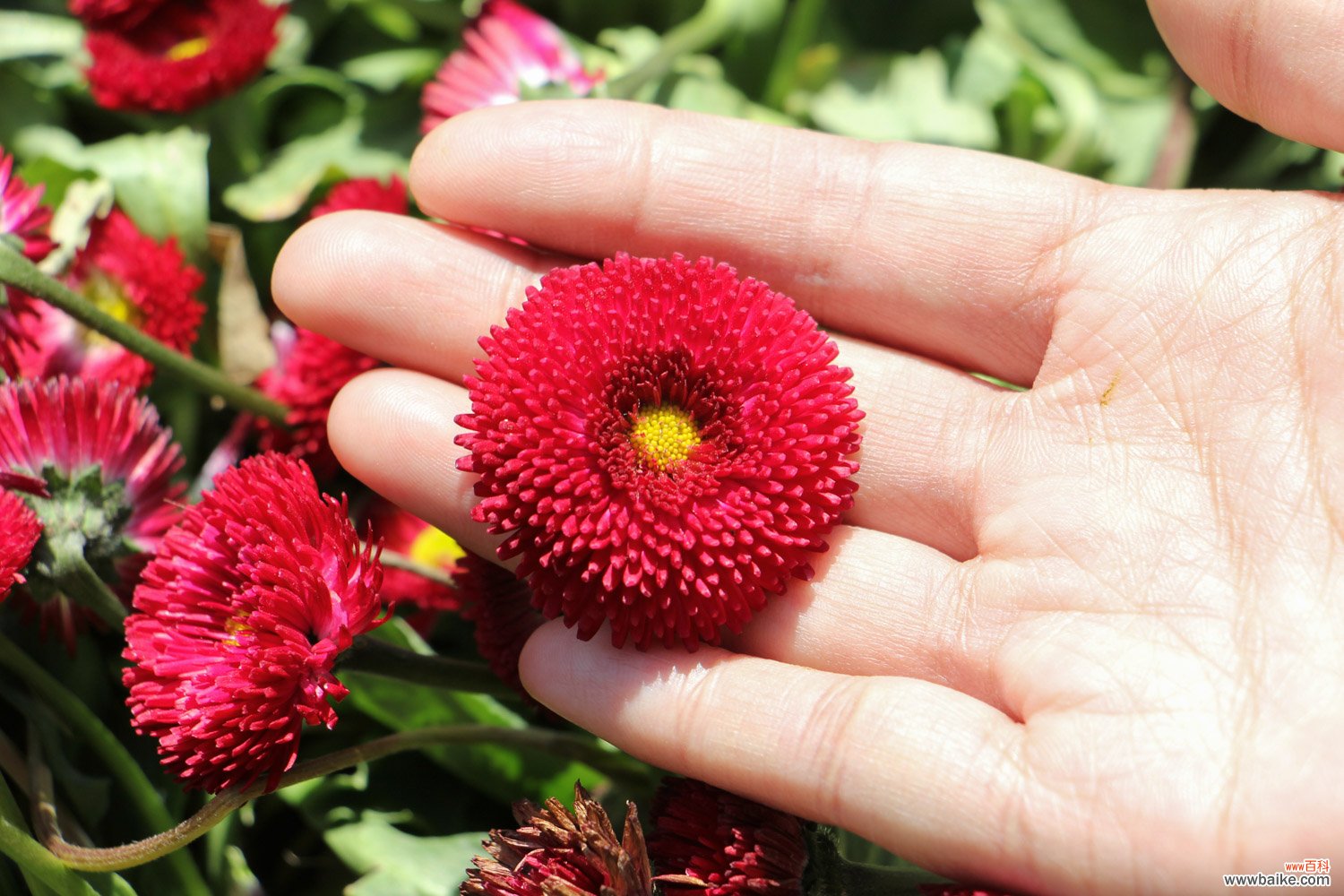 不同颜色雏菊的花语 雏菊是送给死去的人吗