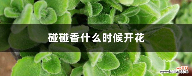 几年可以开花 碰碰香什么时候开花