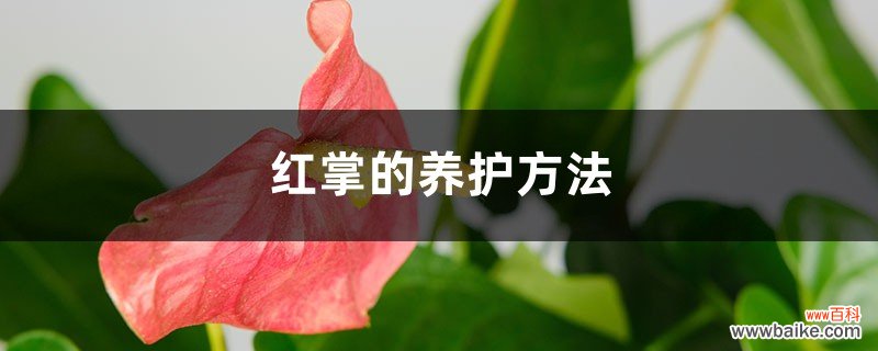 红掌的养护方法