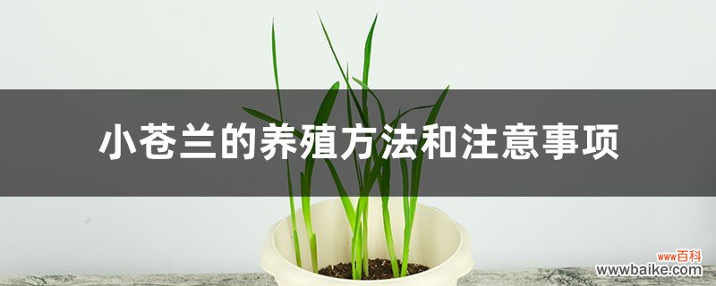 小苍兰的养殖方法和注意事项