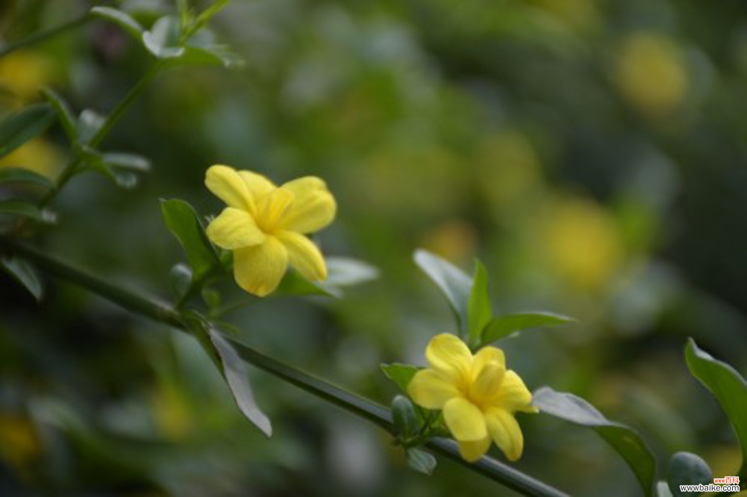 迎春花盆景制作步骤及养护方法