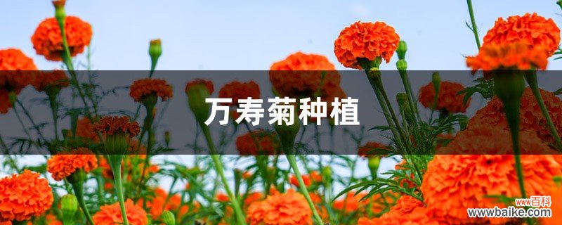 万寿菊种植方法