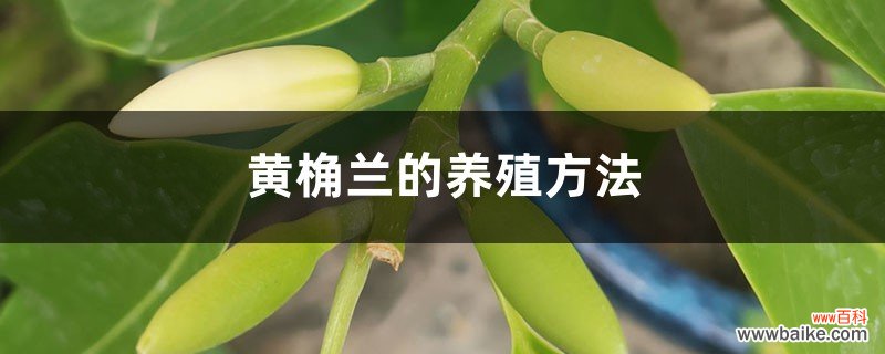 黄桷兰的养殖方法