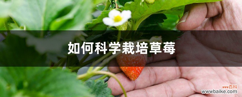 如何科学栽培草莓