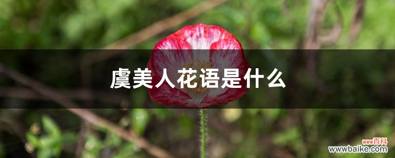 虞美人花语是什么