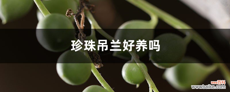 珍珠吊兰好养吗