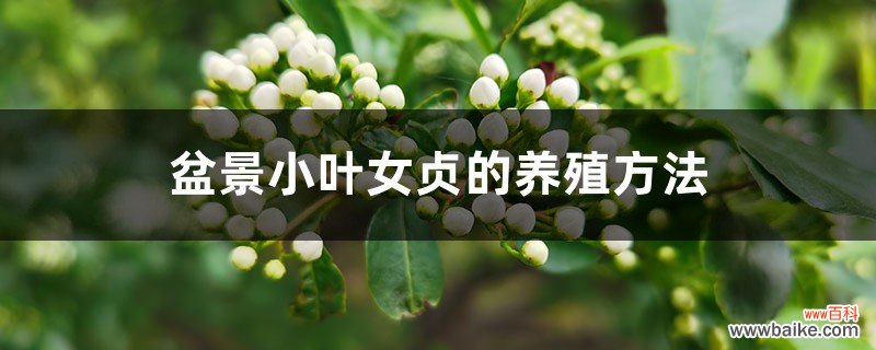 盆景小叶女贞的养殖方法