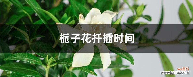 栀子花扦插时间