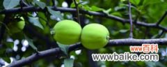 木瓜海棠的养殖方法和注意事项