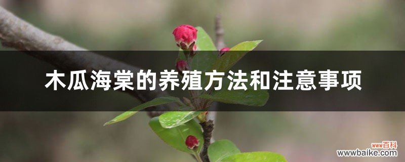 木瓜海棠的养殖方法和注意事项