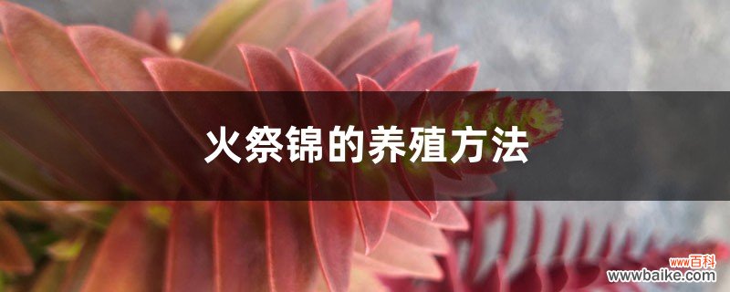 火祭锦的养殖方法