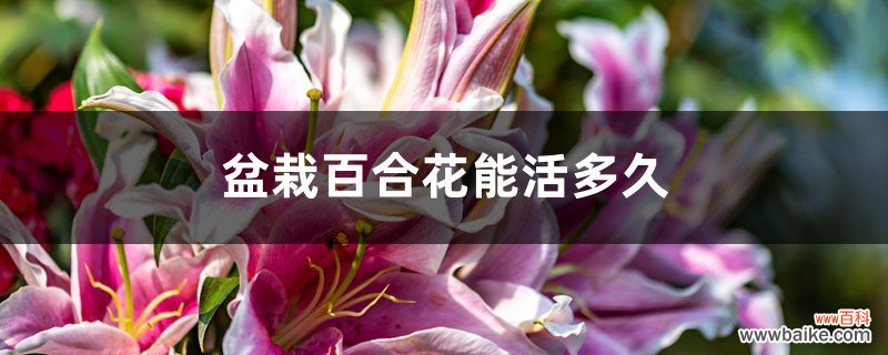 盆栽百合花能活多久