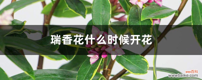 瑞香花什么时候开花