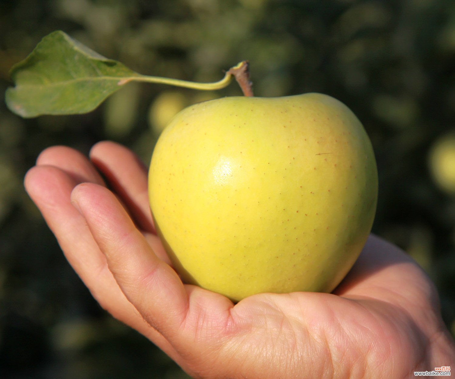 苹果成熟是什么季节
