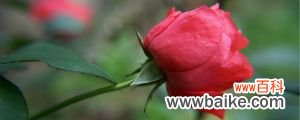 玫瑰花花语是什么