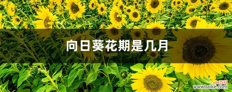 向日葵花期是几月