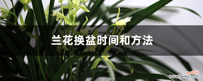 兰花换盆时间和方法