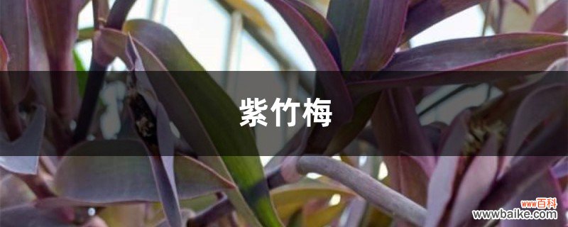 绿色植物养腻了，不如养盆“紫竹梅”，不用管，枝叶疯长