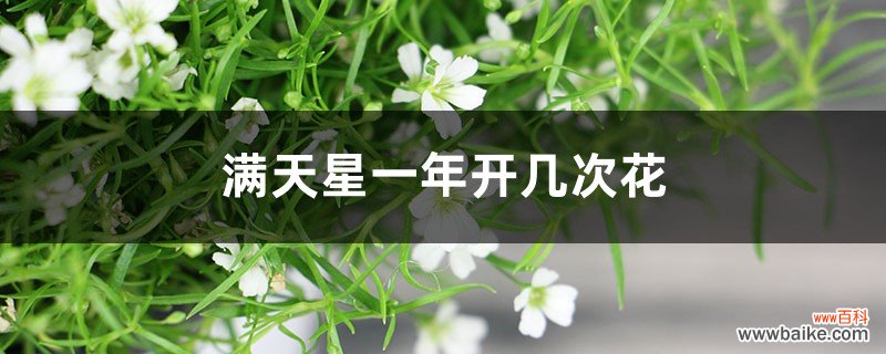 满天星一年开几次花