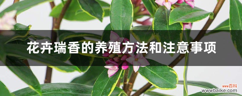 花卉瑞香的养殖方法和注意事项