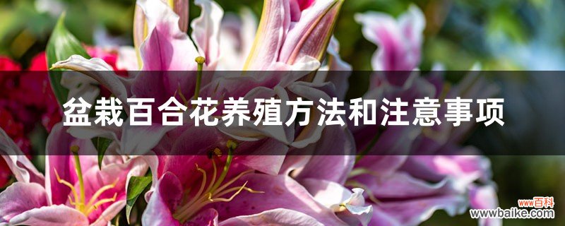 盆栽百合花养殖方法和注意事项