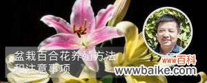 盆栽百合花养殖方法和注意事项