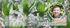 盆栽观音竹的养殖方法和注意事项