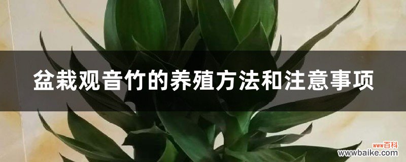 盆栽观音竹的养殖方法和注意事项