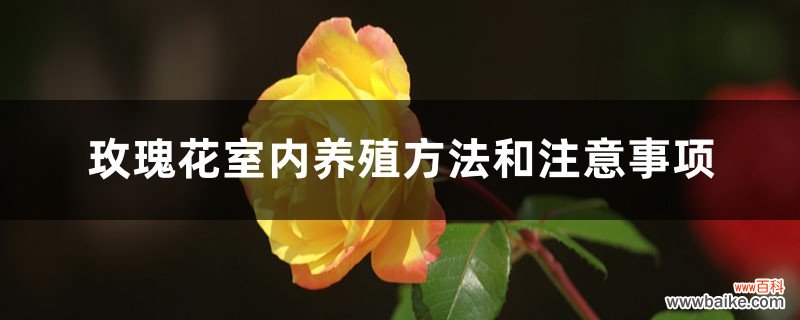 玫瑰花室内养殖方法和注意事项