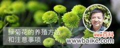 绿菊花的养殖方法和注意事项