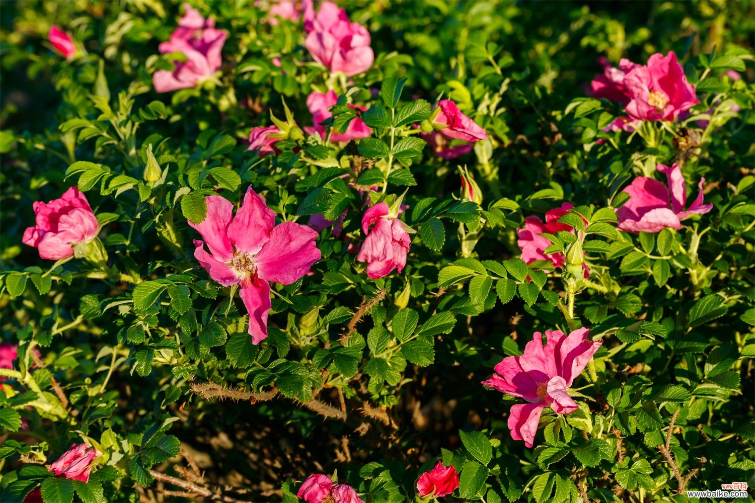 玫瑰盆栽的养殖方法和注意事项