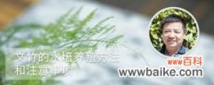 文竹的水培养殖方法和注意事项