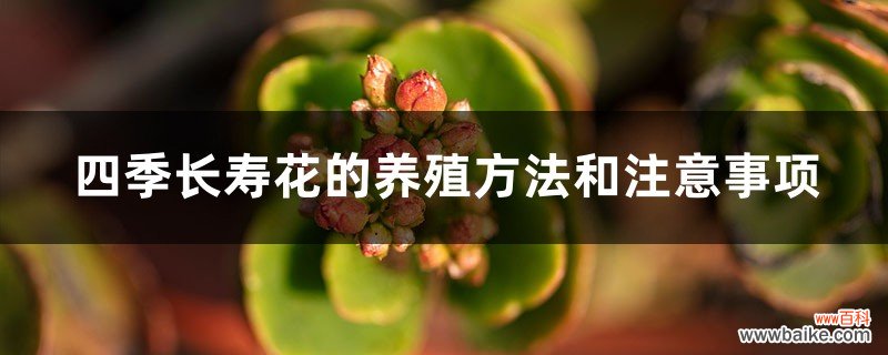 四季长寿花的养殖方法和注意事项