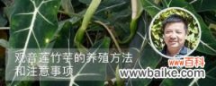 观音莲竹芋的养殖方法和注意事项