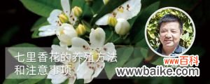 七里香花的养殖方法和注意事项