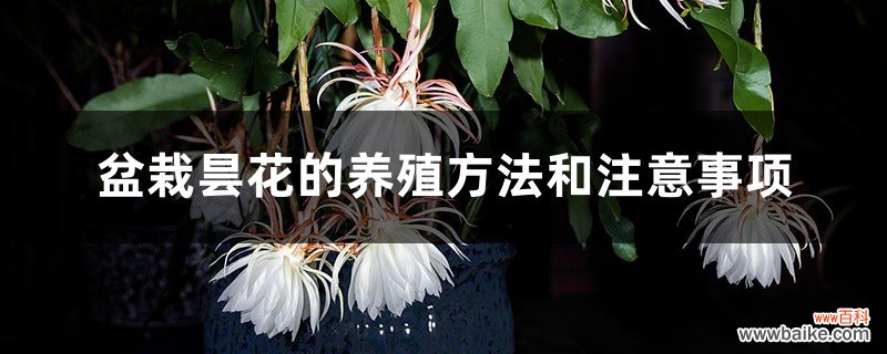 盆栽昙花的养殖方法和注意事项