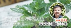 栀子花的室内养殖方法和注意事项