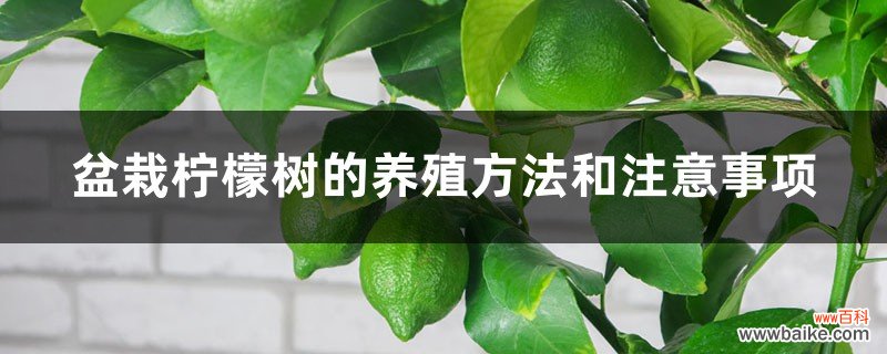 盆栽柠檬树的养殖方法和注意事项