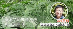 春羽花的养殖方法和注意事项