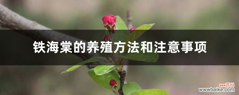 铁海棠的养殖方法和注意事项