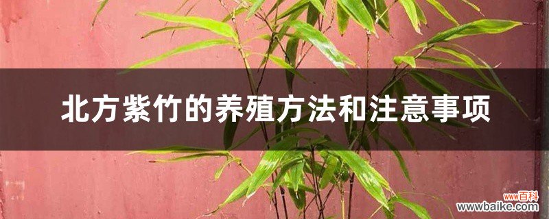 北方紫竹的养殖方法和注意事项