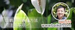 白鹤芋的养殖方法和注意事项有哪些