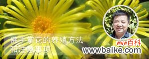 佛手掌花的养殖方法和注意事项