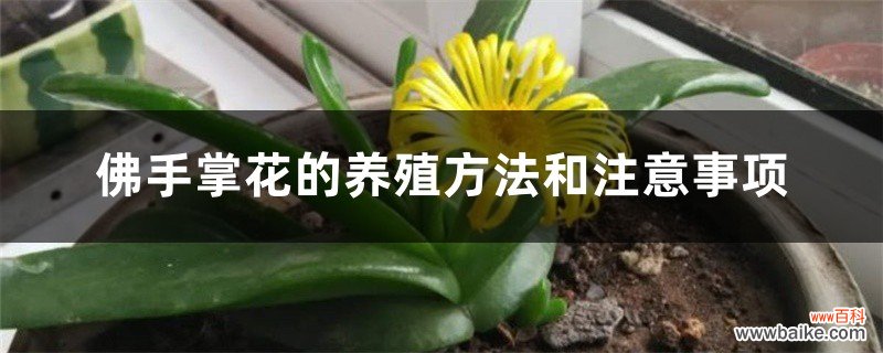 佛手掌花的养殖方法和注意事项