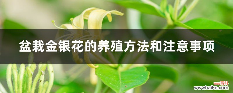 盆栽金银花的养殖方法和注意事项