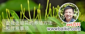 盆栽金银花的养殖方法和注意事项