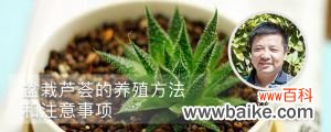 盆栽芦荟的养殖的方法和注意的事项