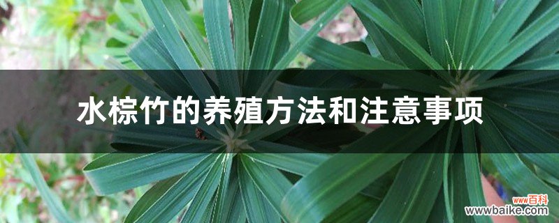 水棕竹的养殖方法和注意事项