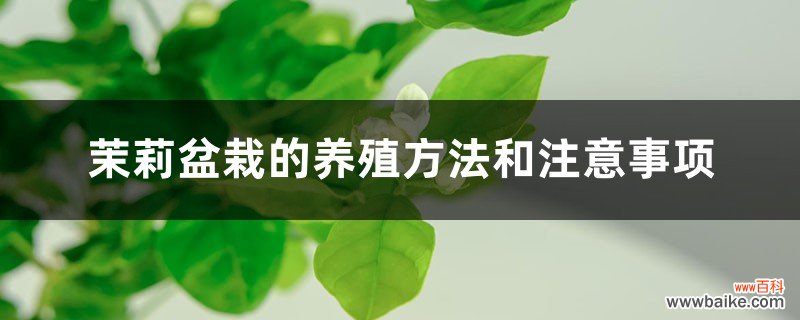 茉莉盆栽的养殖方法和注意事项