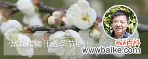 盆栽腊梅什么季节换土